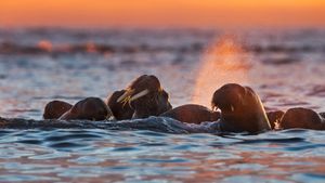 Walruses near Kvitøya in the Svalbard archipelago, Norway (© Ole Jorgen Liodden/Minden Pictures)(Bing Australia)
