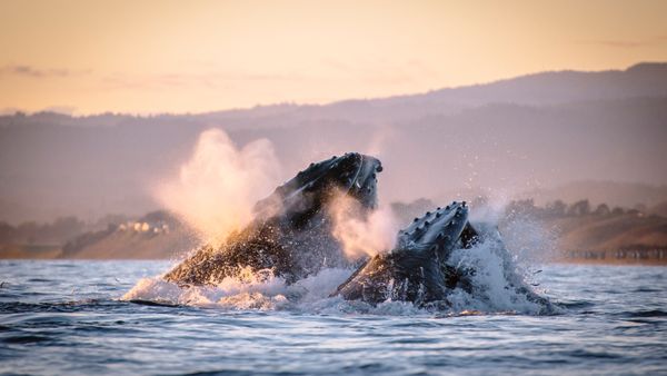 Balene megattere, Baia di Monterey, California, USA