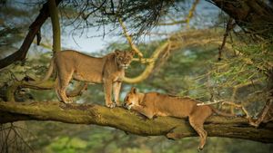 纳库鲁湖周围森林中的两只母狮子，肯尼亚    (© Scott Davis/Tandem Stills + Motion)(Bing China)