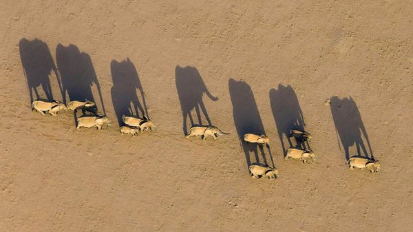 Elephant herd in Damaraland District, Namibia