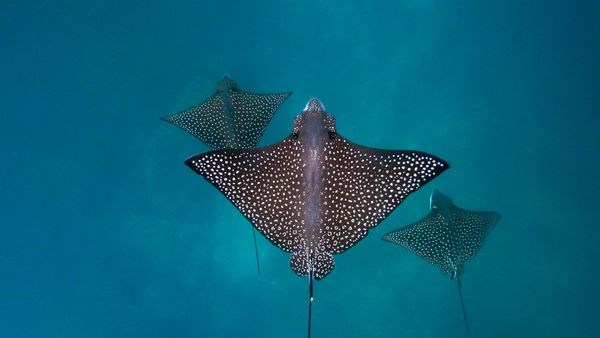 Spotted eagle rays, San Cristóbal Island, Galápagos Islands, Ecuador