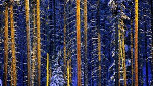 Trees, Jasper National Park, Alberta, Canada (© Daryl Benson/Masterfile/Corbis)(Bing Canada)