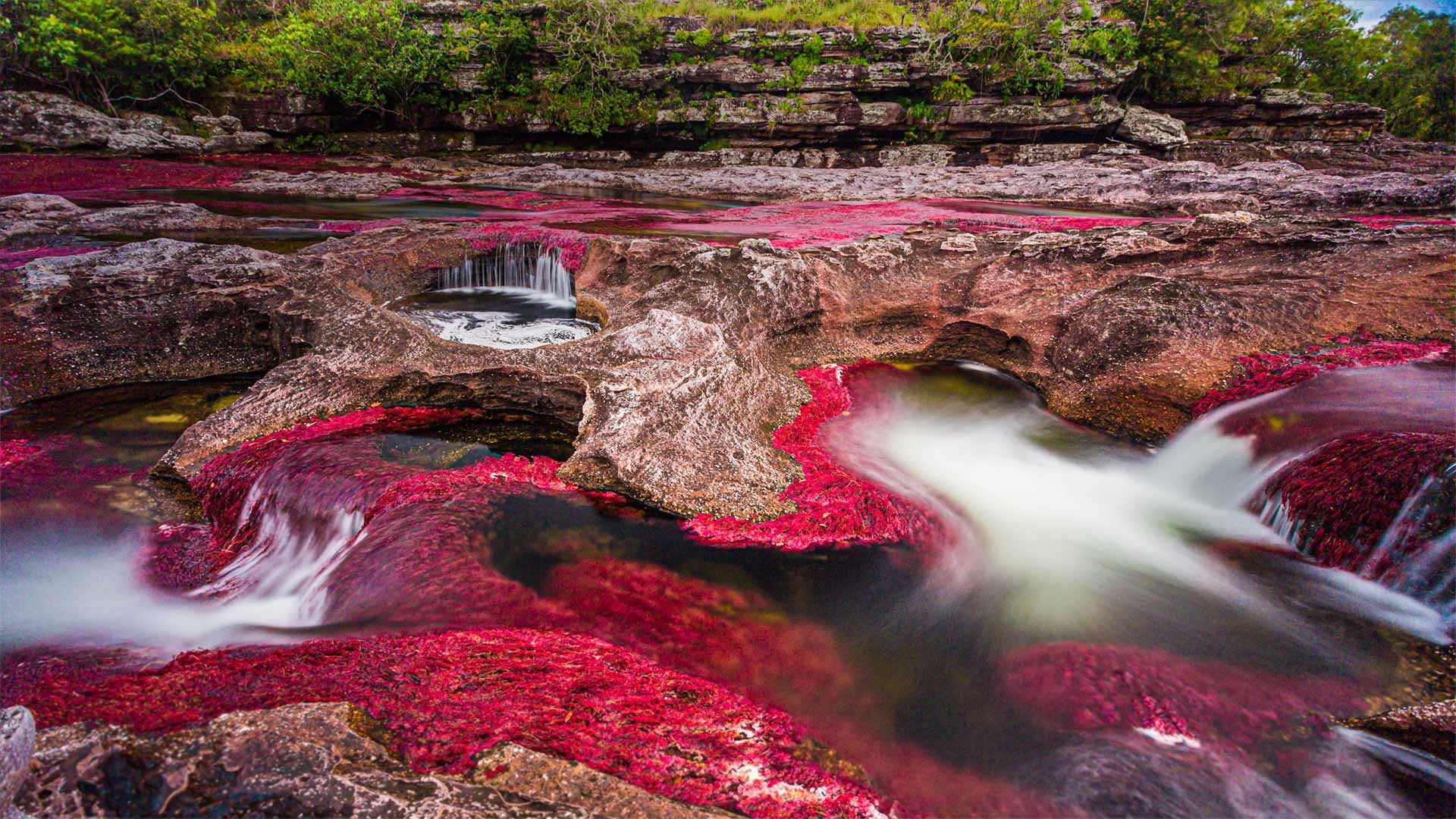 Caño Cristales river in the Serranía de la Macarena region of Colombia