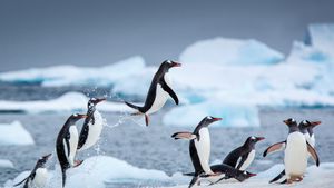 Gentoo penguins near Danco Island, Antarctica (© David Merron/Getty Images)(Bing United States)