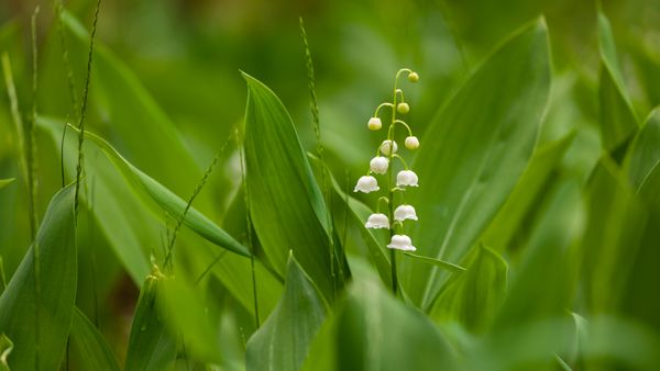 Brin de muguet, Ukraine