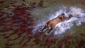 Brown bear fishing in river, Katmai National Park, Alaska (© Pal Hermansen/Nature Picture Library)(Bing United States)