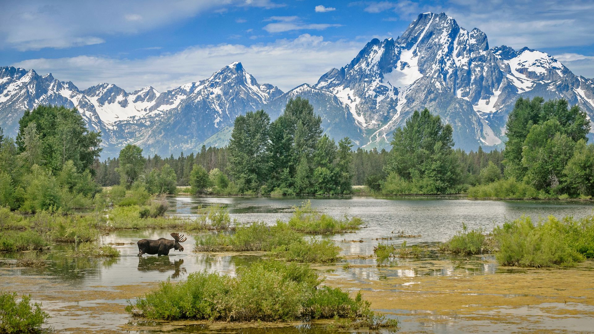 Moose crossing a pond below Mount Moran, Grand Teton National Park, Wyoming