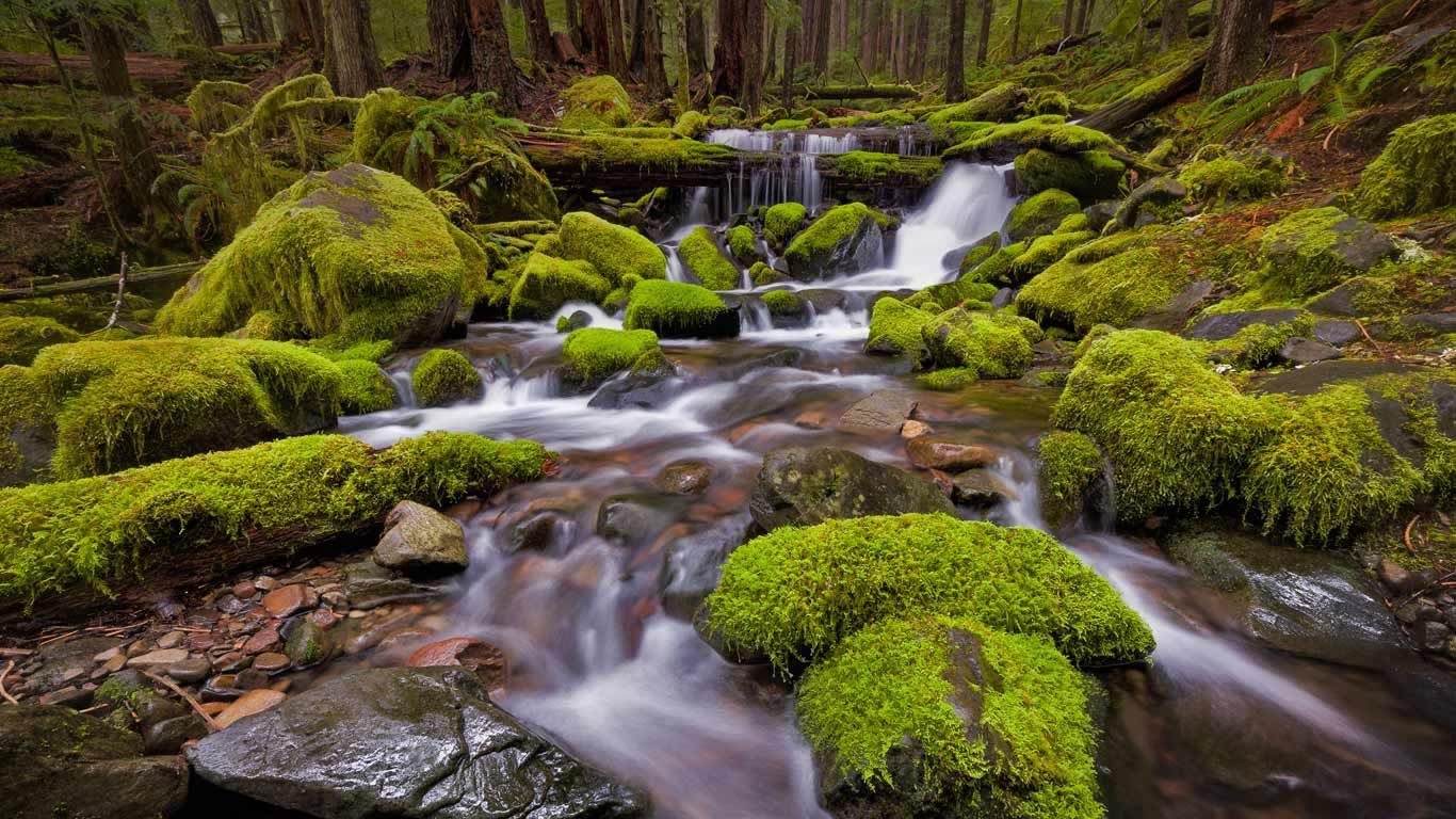 Sol Duc Valley region of Olympic National Park, Washington