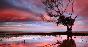 Sunset over tidal area in Brisbane mangrove tree (© visionandimagination.com / Getty Images) &copy; (Bing Australia)