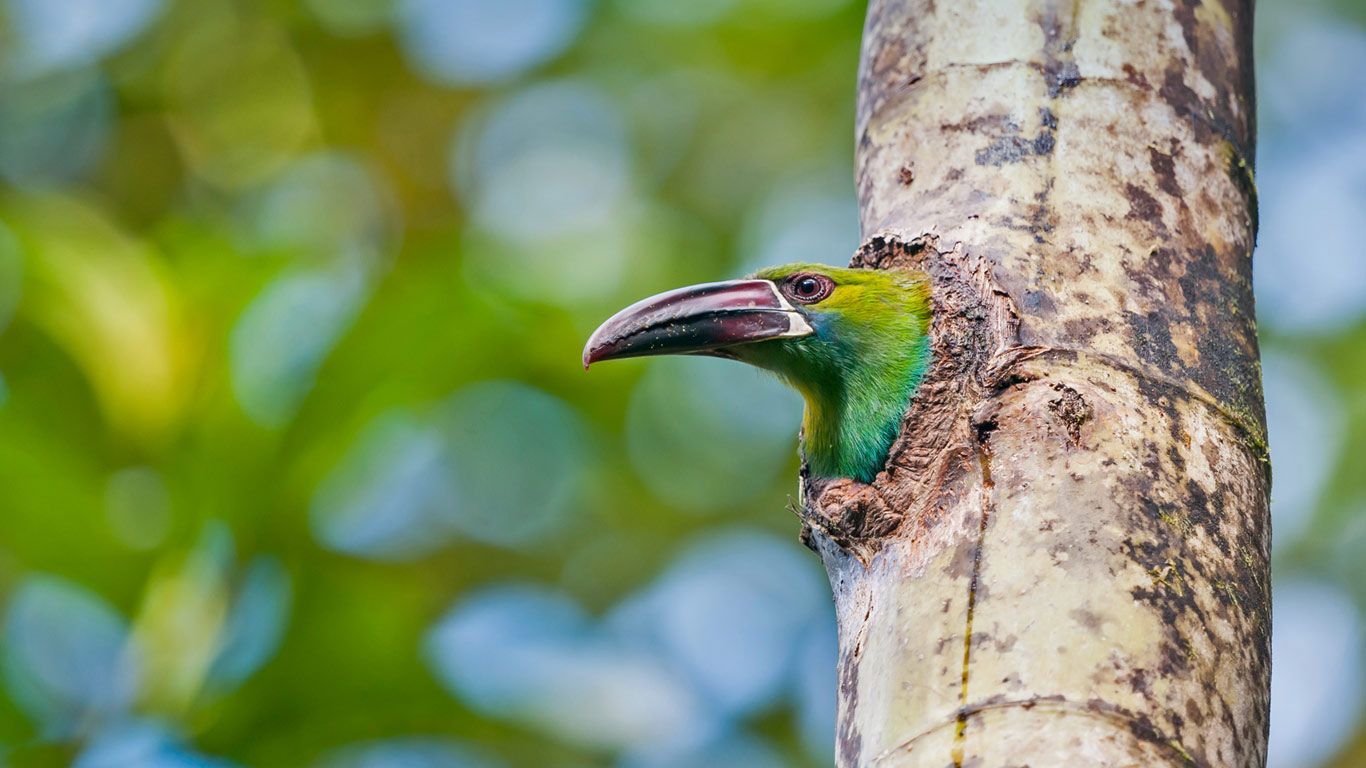 Crimson-rumped toucanet in the Refugio Paz de Las Aves, Ecuador