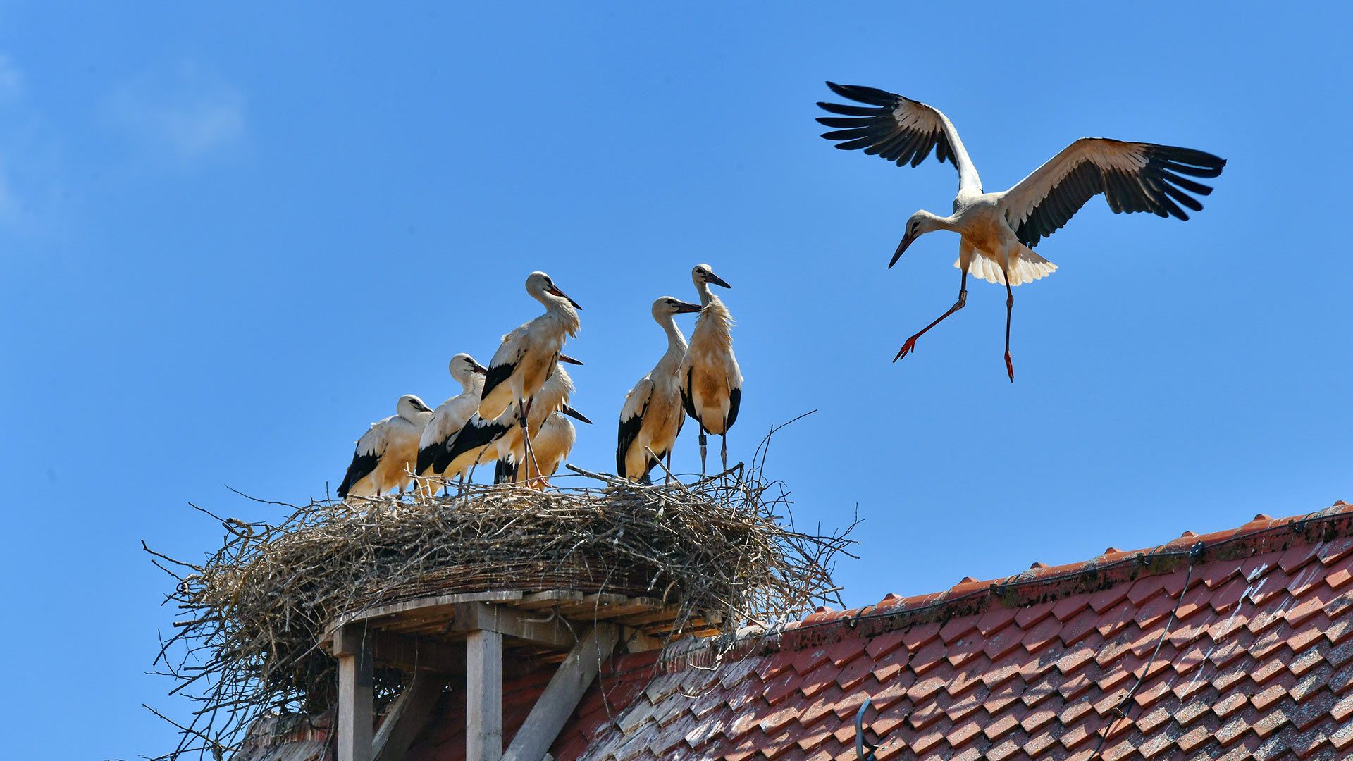 Weißstörche im Aischgrund bei Gerhardshofen, Bayern, Deutschland