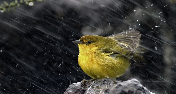 Finch