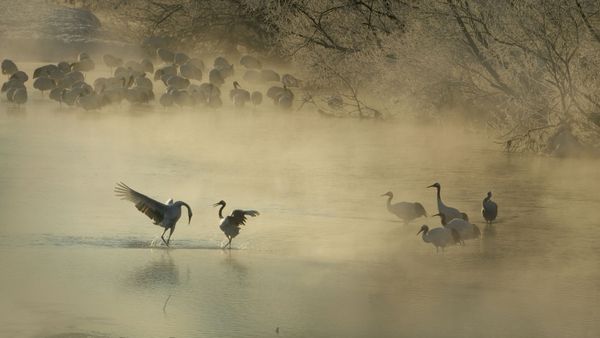 Red-crowned crane bowing to his mate in Hokkaido, Japan