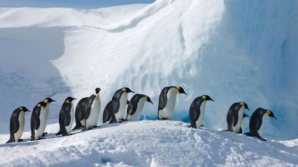 Emperor penguins on Snow Hill Island, Antarctica
