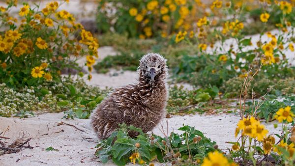 Laysan albatross chick on Midway Atoll, Hawaiian Leeward Islands