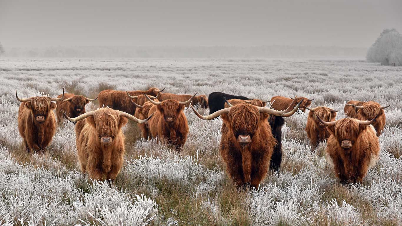 Highland cattle in winter
