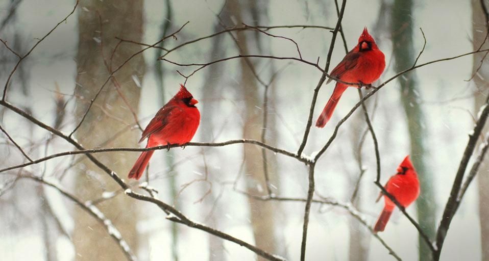 MidwestCardinal