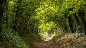 Halnaker tree tunnel near Chichester, West Sussex (© Lois GoBe/Shutterstock)(Bing United Kingdom)