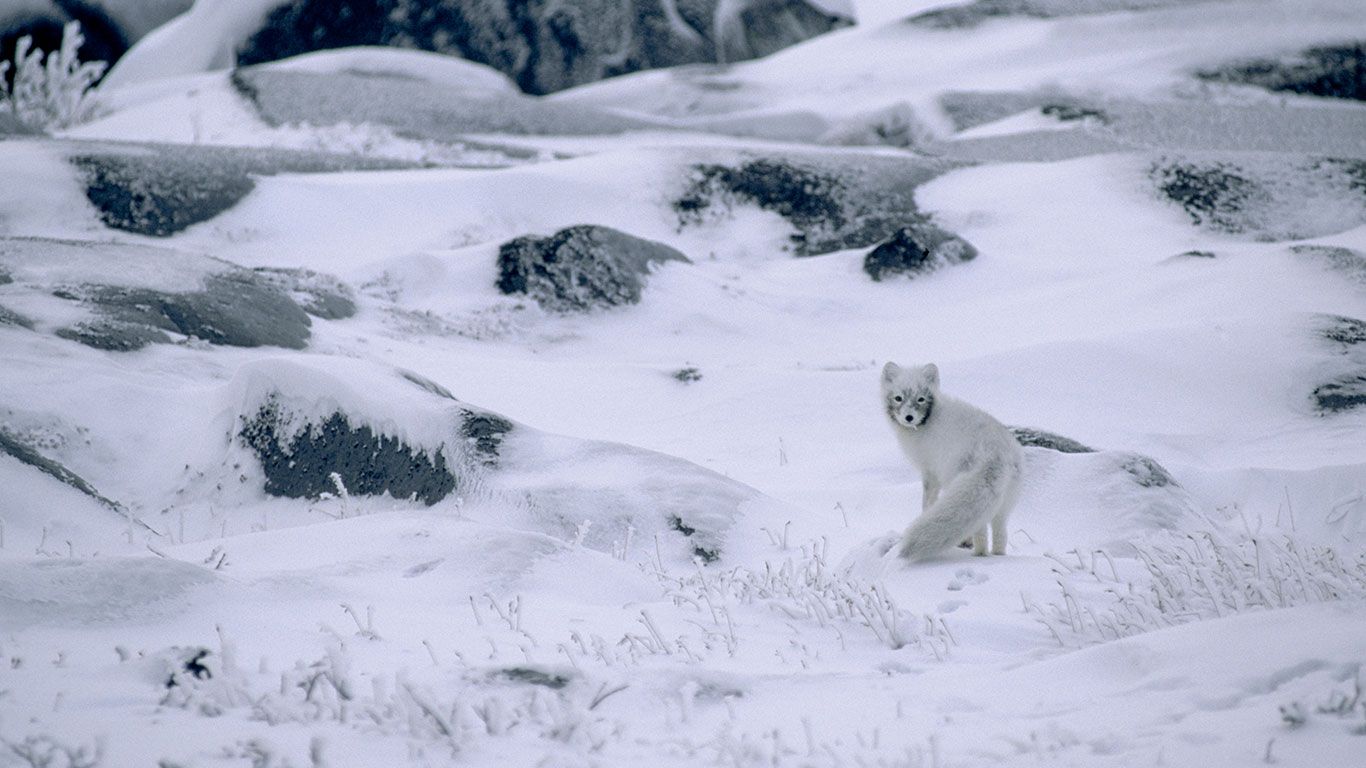 Arctic Fox in winter coat, camouflaged against the snow.