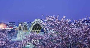 ｢錦帯橋と桜｣山口, 岩国 (© JTB Photo/Japan Travel Bureau/Photolibrary) &copy; (Bing Japan)
