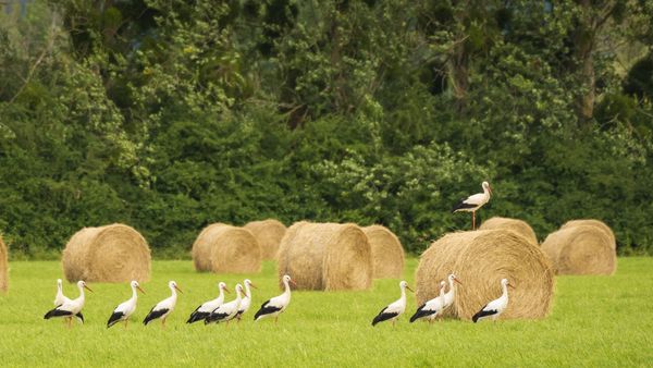 Cigognes blanches dans un champ de meules de foin