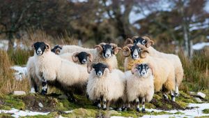 Scottish Blackface sheep, Aberdeenshire, Scotland (© Mike Powles/Getty Images)(Bing United Kingdom)