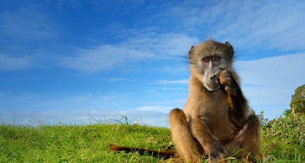 Baboon at the North Carolina Zoo in Asheboro, North Carolina, USA
