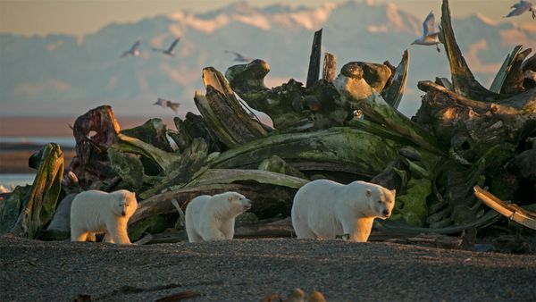 Une femelle ours polaire et ses petits dans le refuge national de la faune arctique