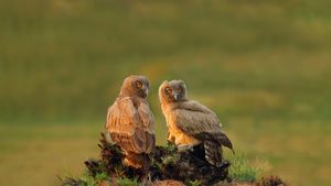 Dusky eagle-owls, Pakistan (© zahoor salmi/Getty Images)(Bing New Zealand)