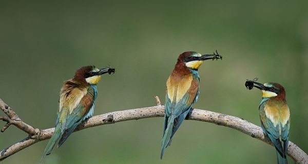 European Bee Eaters in Kiskunsag National Park, Hungary