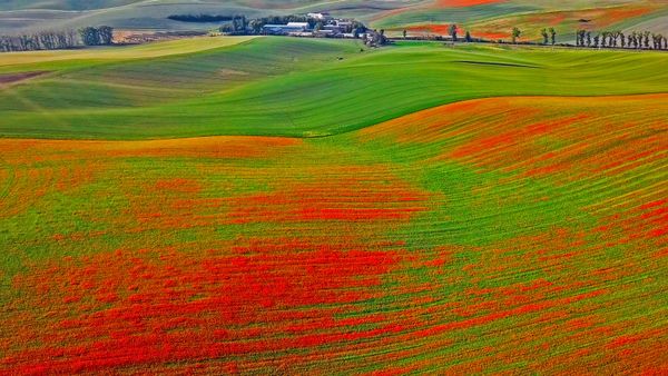 Poppies in bloom, Moravia, Czech Republic