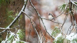 Tufted titmouse perched on pine boughs, Massachusetts, United States (© Tim Laman/NPL/Minden Pictures)(Bing United Kingdom)