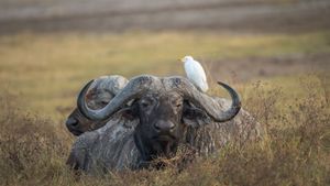 African buffalo, Ngorongoro Crater, Tanzania (© jesuss8/500px/Getty Images)(Bing United Kingdom)