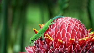 Gecko sur une rose de porcelaine (Etlingera Elatior) à Combani, Mayotte (© Jean-Pierre Degas/Corbis)(Bing France)