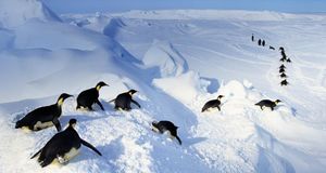 Emperor penguins belly-flopping out of the water, Antarctica (© Frans Lanting/Getty Images) &copy; (Bing Australia)