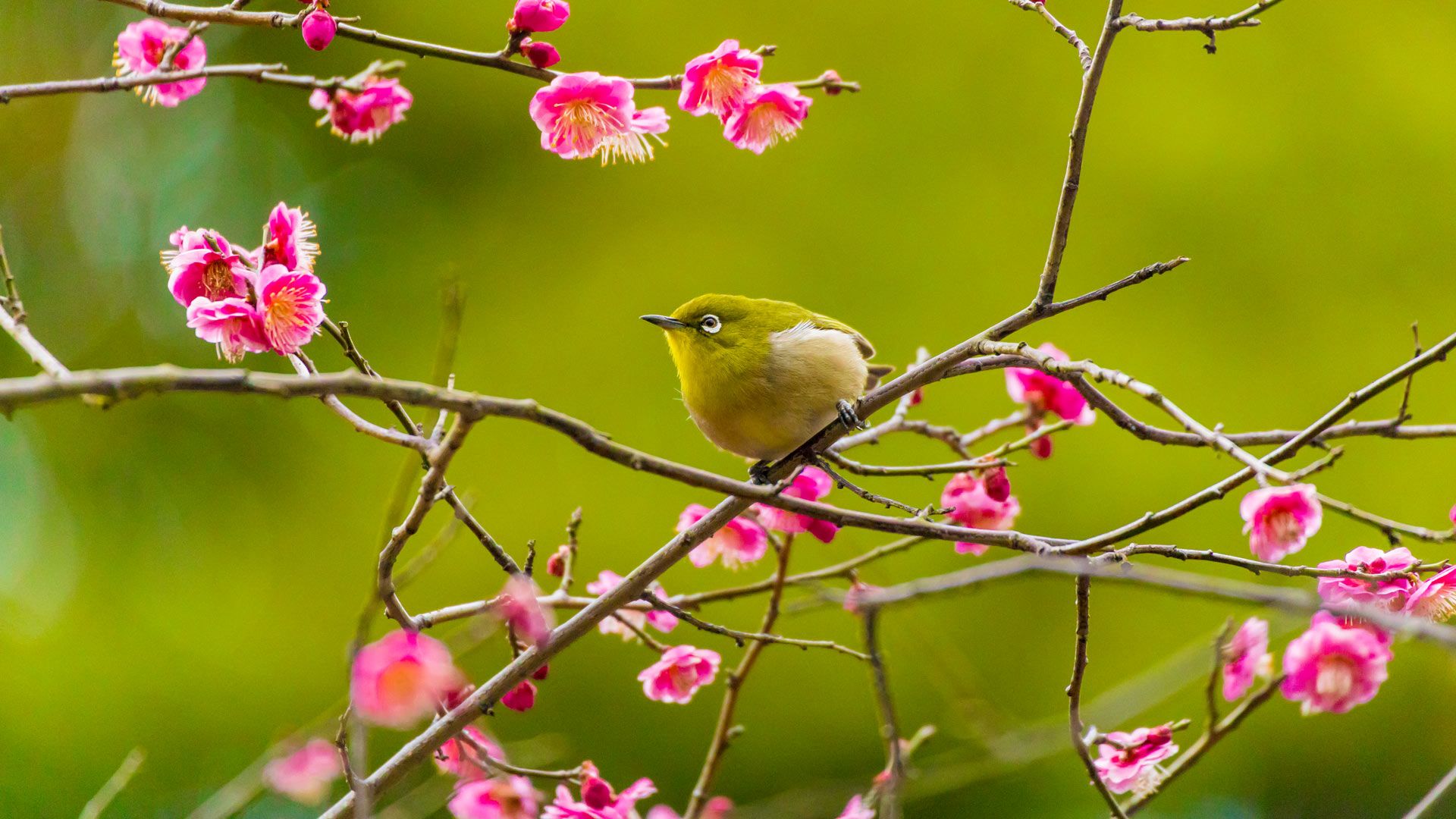 Warbling white-eye among plum blossoms in Yokohama, Japan