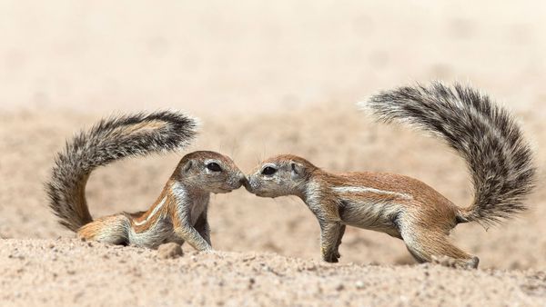 Écureuils terrestres se saluant, dans le parc transfrontalier de Kgalagadi, Cap-Nord, Afrique du Sud