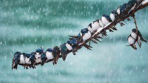 Tree swallows in a spring snowstorm in Whitehorse, Yukon, Canada (© Keith Williams/500px)(Bing New Zealand)