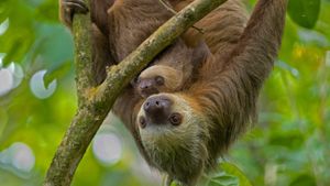 Due esemplari di bradipo didattilo o colepo di Hoffmann, madre e figlio, a Puerto Viejo de Talamanca, Costa Rica (© Suzi Eszterhas/Minden Pictures)(Bing Italia)