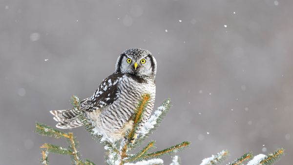 Surnia ulula, Canada