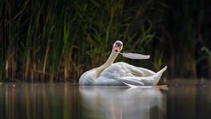 Mute swan in Valkenhorst Nature Reserve, near Valkenswaard, the Netherlands (© David Pattyn/Minden Pictures)(Bing United Kingdom)