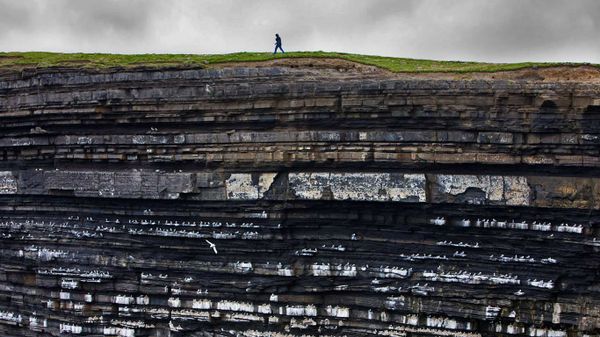 Black-legged kittiwake colony on cliffs, Ireland