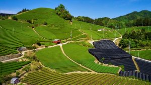 和束の茶畑, 京都府 和束町 (© Tuul and Bruno Morandi/Alamy)(Bing Japan)