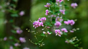 秋の七草 ハギ (© kororokerokero/Getty Images)(Bing Japan)