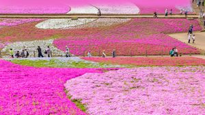 Moss pink displays at Hitsujiyama Park, Saitama Prefecture, Japan (© Takashi Images/Shutterstock)(Bing United States)