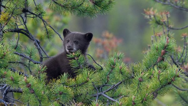 Black bear cub in a pine tree, Jasper National Park, Alberta, Canada