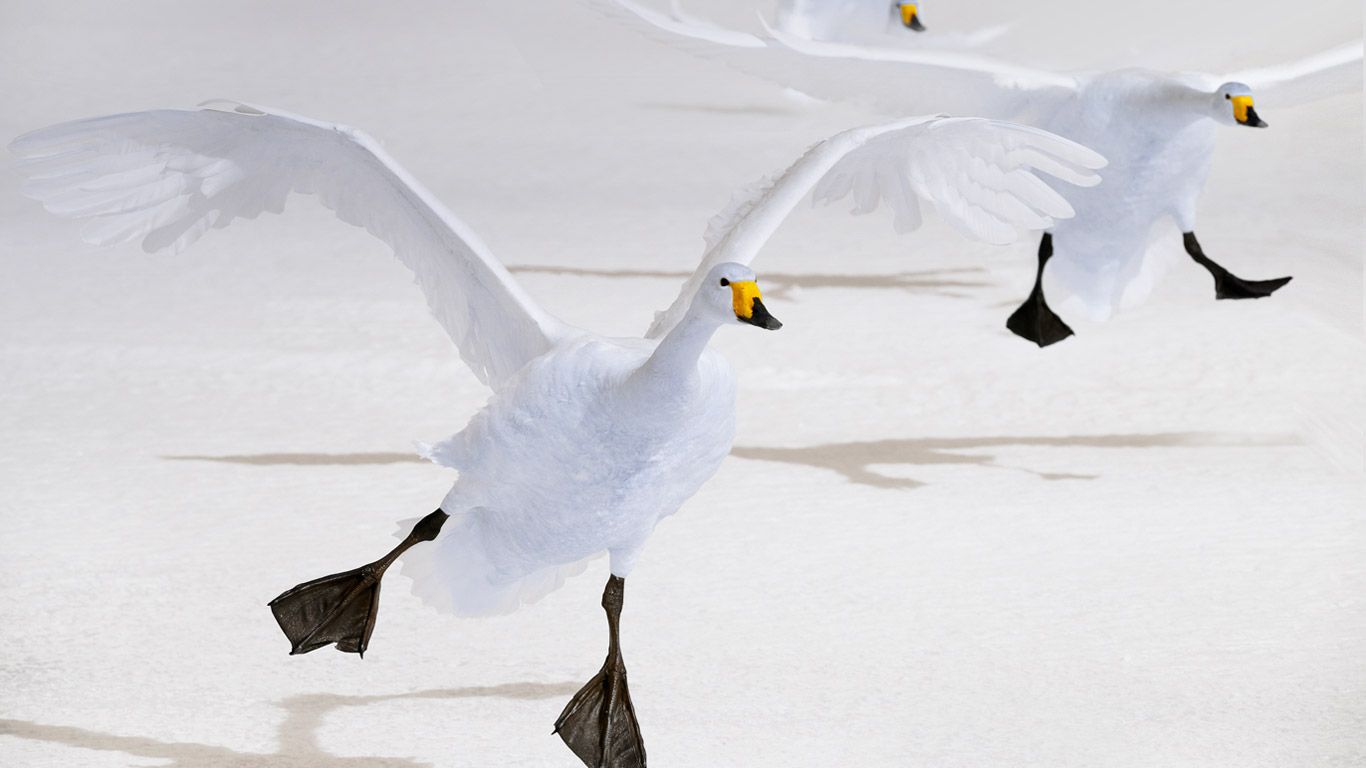 Whooper swans on Lake Kussharo, Hokkaido, Japan