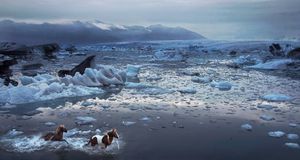 奔跑的冰岛马 (© Tim Flach/Getty Images) &copy; (Bing China)