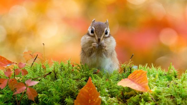 A Siberian chipmunk, Hokkaido, Japan