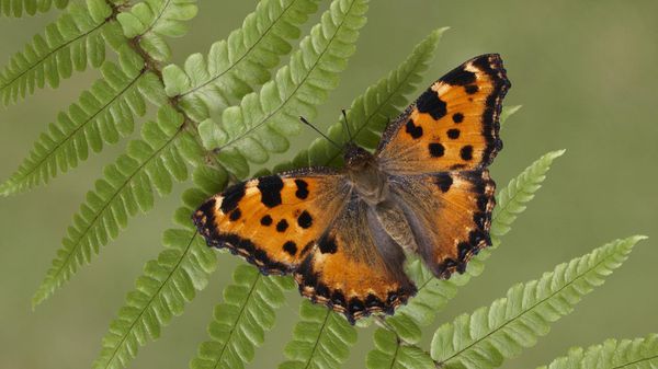 Ein „Großer Fuchs“ (Nymphalis polychloros) sonnt sich auf einem Farnwedel